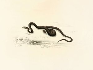 Lycodon Capensis by Sir Andrew Smith Oil Painting