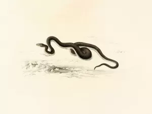 Lycodon Capensis Oil painting by Sir Andrew Smith