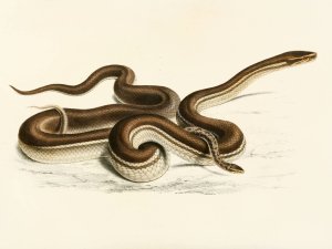 Lycodon Geometricus Oil painting by Sir Andrew Smith