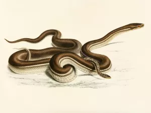 Lycodon Geometricus by Sir Andrew Smith Oil Painting