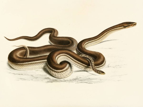 Lycodon Geometricus  by Sir Andrew Smith - Hand-Painted Oil Painting Reproduction