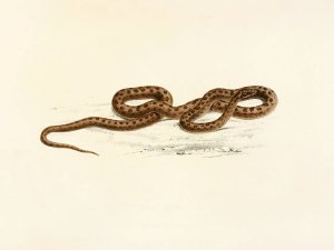 Lycodon Guttatus by Sir Andrew Smith Oil Painting
