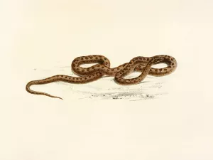 Lycodon Guttatus by Sir Andrew Smith Oil Painting