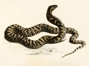 Naja Haemachates by Sir Andrew Smith Oil Painting