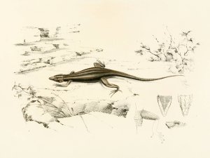 Platysaurus Capensis Oil painting by Sir Andrew Smith