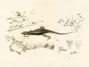 Platysaurus Capensis by Sir Andrew Smith Oil Painting