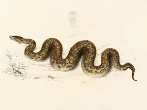 Python Natalensis by Sir Andrew Smith Oil Painting