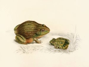 Pyxicephalus Adspersus by Sir Andrew Smith Oil Painting