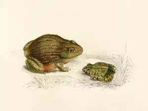 Pyxicephalus Adspersus by Sir Andrew Smith Oil Painting