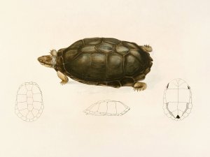 Sternotherus Sinuatus by Sir Andrew Smith Oil Painting
