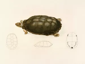 Sternotherus Sinuatus by Sir Andrew Smith Oil Painting