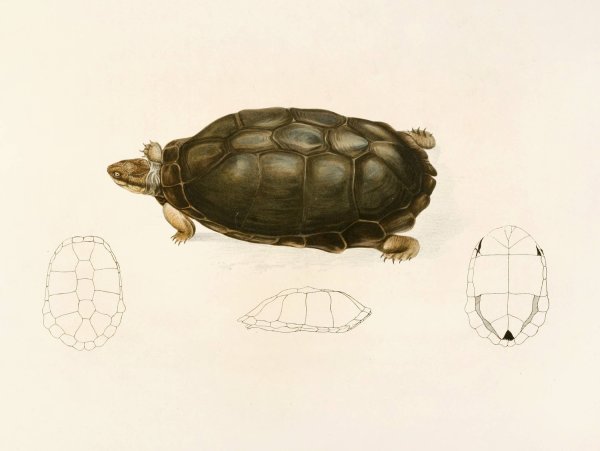 Sternotherus Sinuatus  by Sir Andrew Smith - Hand-Painted Oil Painting Reproduction