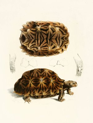 Testudo Semiserrata by Sir Andrew Smith Oil Painting