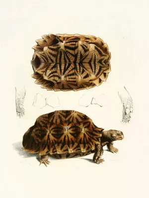 Testudo Semiserrata by Sir Andrew Smith Oil Painting