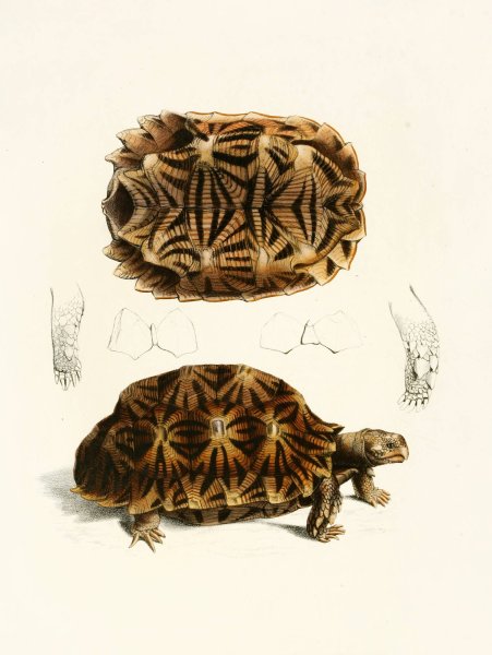 Testudo Semiserrata  by Sir Andrew Smith - Hand-Painted Oil Painting Reproduction