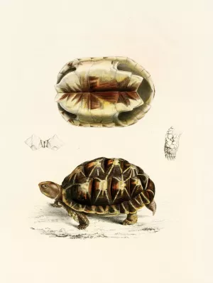 Testudo Verroxii by Sir Andrew Smith Oil Painting