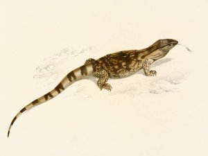 Varanus Albogularis by Sir Andrew Smith Oil Painting