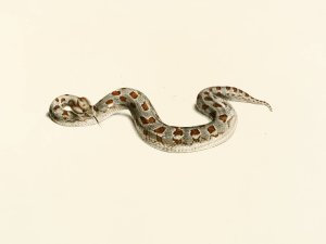 Vipera Cornuta Oil painting by Sir Andrew Smith