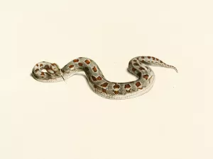 Vipera Cornuta by Sir Andrew Smith Oil Painting
