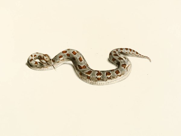 Vipera Cornuta  by Sir Andrew Smith - Hand-Painted Oil Painting Reproduction