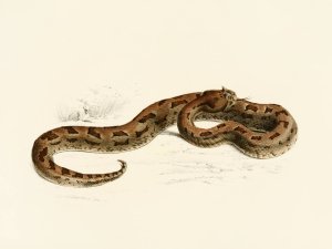 Vipera Lophophrys by Sir Andrew Smith Oil Painting