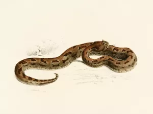 Vipera Lophophrys by Sir Andrew Smith Oil Painting