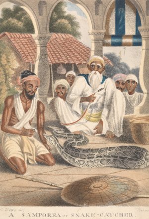 A Samporea or Snake Catcher by Sir Charles D'Oyly Oil Painting