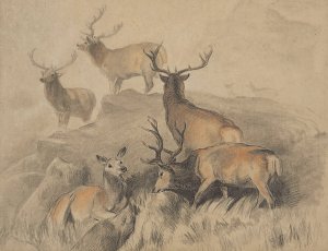 Some of the best harts in the forest by Sir Edwin Henry Landseer Oil Painting