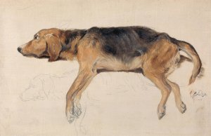 Study of a Dog Lying Down by Sir Edwin Henry Landseer Oil Painting