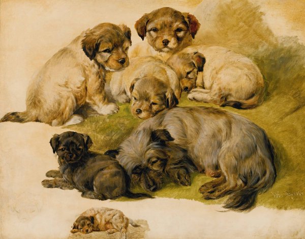 Study Of A Terrier And Puppies  by Sir Edwin Henry Landseer - Hand-Painted Oil Painting Reproduction