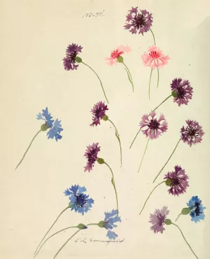 Cornflowers by Sophia Louise Crownfield Oil Painting
