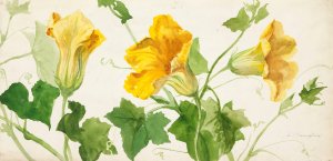 Squash or Pumpkin Plant by Sophia Louise Crownfield Oil Painting