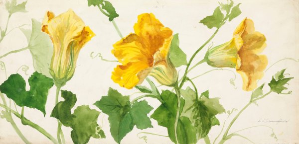 Squash or Pumpkin Plant  by Sophia Louise Crownfield - Hand-Painted Oil Painting Reproduction