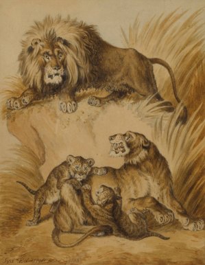 A Lion, Lioness and Two Cubs by Sydenham Edwards Oil Painting