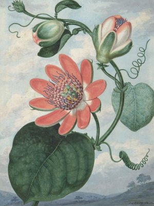 Passion Flower by Sydenham Teak Edwards Oil Painting