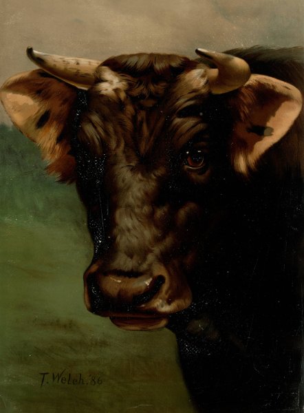 Main Product Photo of Bull's head  Painting by Thaddeus Welch