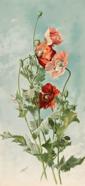 Poppies by Thaddeus Welch Oil Painting