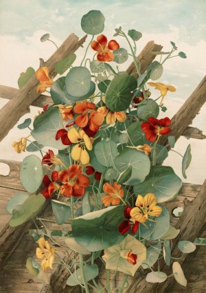 The Nasturtiums, No. 2 by Thaddeus Welch Oil Painting
