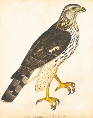 Portrait Of A Falcon Gentle by The Reverend Christopher Atkinson Oil Painting