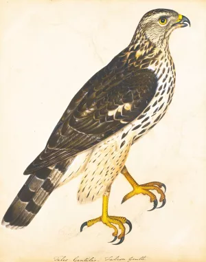 Portrait Of A Falcon Gentle Oil painting by The Reverend Christopher Atkinson