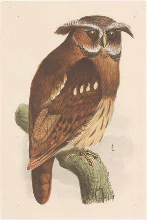 Owl On A Branch by Theo Van Hoytema Oil Painting