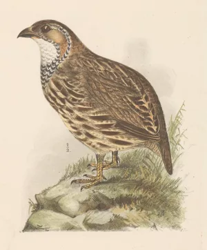 Partridge by Theo Van Hoytema Oil Painting