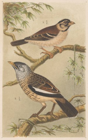 Two Birds On Branches by Theo Van Hoytema Oil Painting