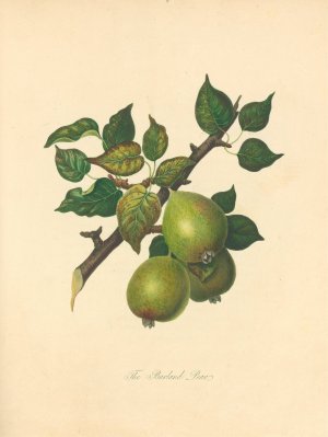 Barland Pear by Thomas Andrew Knight Oil Painting