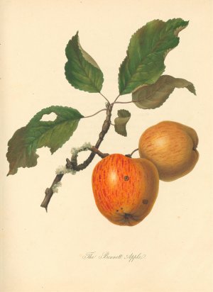 Bennett Apple by Thomas Andrew Knight Oil Painting
