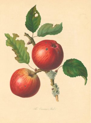 Cowarne Red by Thomas Andrew Knight Oil Painting