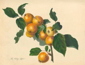 Foxley Apple by Thomas Andrew Knight Oil Painting