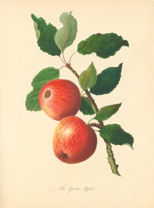 Garter Apple by Thomas Andrew Knight Oil Painting