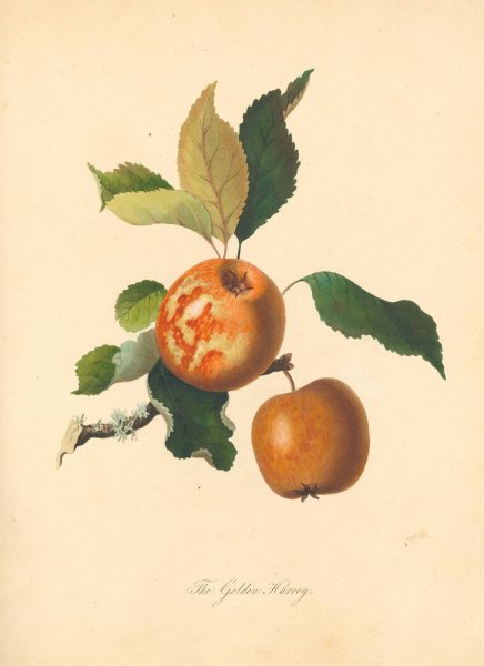 Main Product Photo of Golden Harvey  Painting by Thomas Andrew Knight