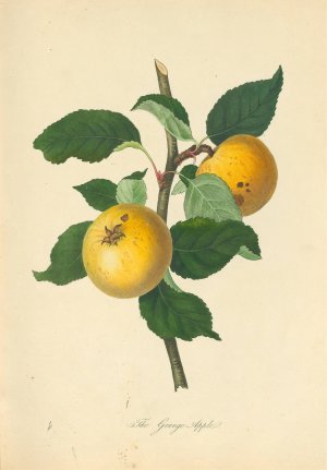 Grange Apple by Thomas Andrew Knight Oil Painting
